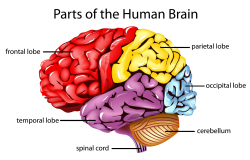 Colored Diagram Of Brain Human Brain | Free Download Clip Art | Free ...