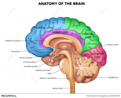 Human Brain Anatomy Illustration 54987873 - Megapixl