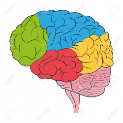 Colors clipart brain - Pencil and in color colors clipart brain