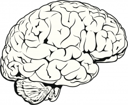 Free Brain Drawing Cliparts, Download Free Clip Art, Free ...