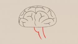 3 Ways to Draw a Brain - wikiHow