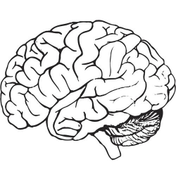 Brain Outline Drawing at GetDrawings.com | Free for personal use ...