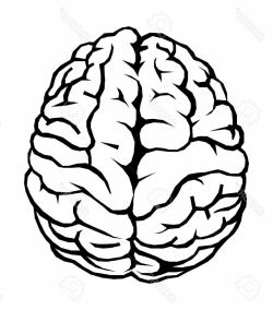 Brain Drawing | Free download best Brain Drawing on ...