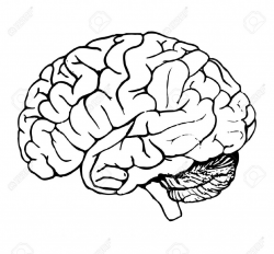 Cartoon Brain Drawing Brain Clipart Easy - Pencil And In Color Brain ...