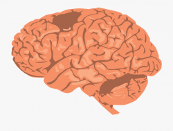 Psychology Clipart Human Brain - Small Brain Png #211304 ...