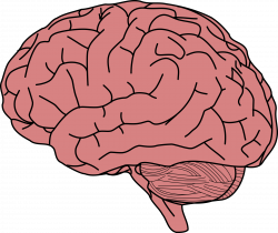 Clipart - Human Brain