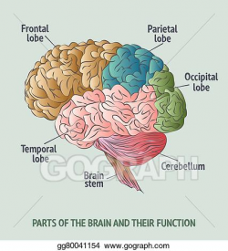 Vector Stock - Parts of the human brain. Clipart Illustration ...