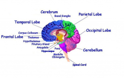 Imgs For > Brain Diagram Kids To Label Clipart - Free to use ...