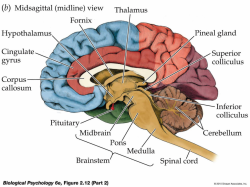 Brain Anatomy Labeling Human Brain Labeling Photos Label The Brain ...