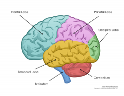 Brain Anatomy Labeling Brain Clipart Label - Pencil And In Color ...