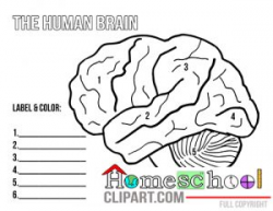 Cosy Parts Of the Brain Labeling Worksheets About Brains Clipart ...