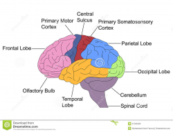 Diagram: Human Brain Diagram Label