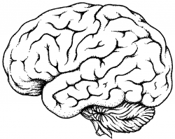 Line Drawing Of Brain at GetDrawings.com | Free for personal use ...