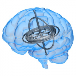 Brain Gyroscope - Presentation Clipart - Great Clipart for ...