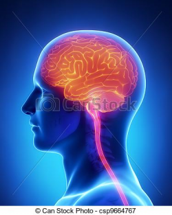 28+ Collection of Brain And Spinal Cord Clipart | High quality, free ...