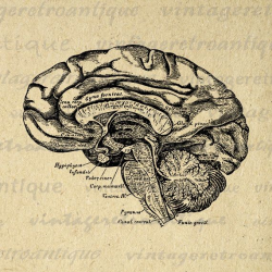 Printable Image Brain Digital Image Vintage Clipart Medical Diagram ...