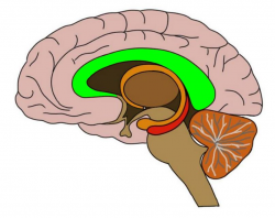 2-Minute Neuroscience Videos — Neuroscientifically Challenged