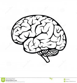 Brain Outline Drawing at GetDrawings.com | Free for personal use ...