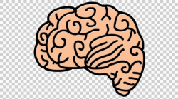 Brain line drawing illustration animation with transparent ...