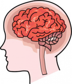 Search Results for human brain - Clip Art - Pictures - Graphics ...