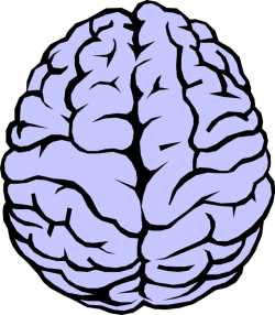 Human Brain - Vector Image