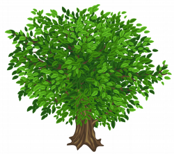 28+ Collection of Tree Clipart Transparent Background | High quality ...