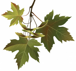 Autumn Leaves Branch PNG Clipart Image | Gallery Yopriceville ...