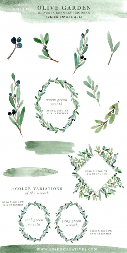 Watercolor Olive Branch Clipart, Olive Leaves Wreath, Leaf Clipart ...
