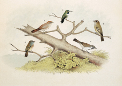 Free Vintage Clip Art - Sweet Birds on Branch - The Graphics Fairy