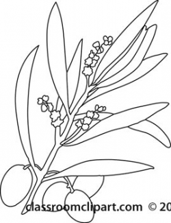 Plants Clipart- olives-on-branch-with-blooms-outline - Classroom Clipart