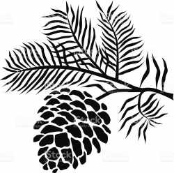 pinecone-on-branch-in-black-and-white-vector-id537046381 (1024×1019 ...