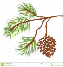 Pine Tree Branch And Cone Vector Royalty Free Stock Images - Image ...
