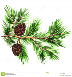 28+ Collection of Pine Branch Clipart | High quality, free cliparts ...