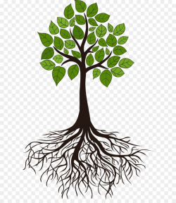 Tree Root Branch Clip art - root png download - 669*1024 - Free ...
