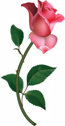 Flower Rose Bud On Branch Pink Large | Free Images at Clker.com ...