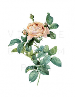 PNG Rose Clip Art, Vintage Rose Illustration, Digital Graphic ...