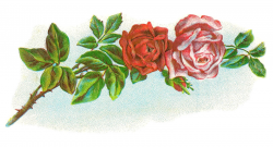 Antique Images: Vintage Flower Clip Art: Vintage Rose Graphic of Red ...
