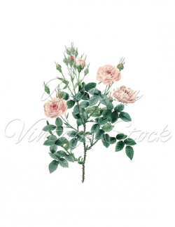 Vintage Roses Clipart PNG Pink Roses Image Shabby Chic Roses