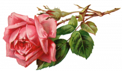 Flower Rose Bud On Branch Pink Vintage | Free Images at Clker.com ...