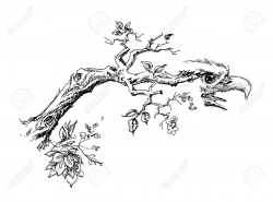 Tree Branch With Eagle Head Sketch Royalty Free Cliparts, Vectors ...