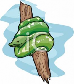 Green Snake Wrapped Around A Tree Branch - Royalty Free Clipart Picture