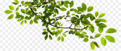 Tree Branch Clip art - Tree Branch Transparent PNG png download ...