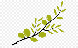 Olive branch Mediterranean cuisine Clip art - Transparent Branch ...