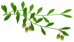 Clipart - olive branch