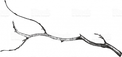 Twig Clipart Black And White - Letters