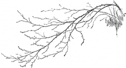 Birch Branch | ClipArt ETC
