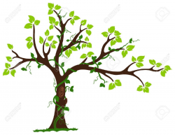 Drawings of Vines and Branches | vine tree with branches clipart ...