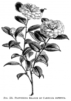 Japanese rose, camellia japonica, flowering rose branch, vintage ...