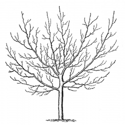 Vintage Clip Art - Winter Trees - The Graphics Fairy