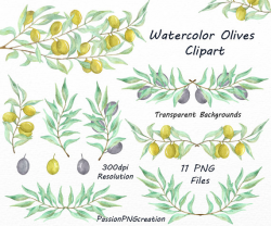Watercolor Olives Clipart PNG Olive branch Olive tree clip
